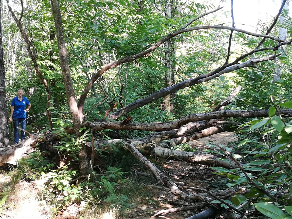 Un albero caduto su di un sentiero, con persona a lato